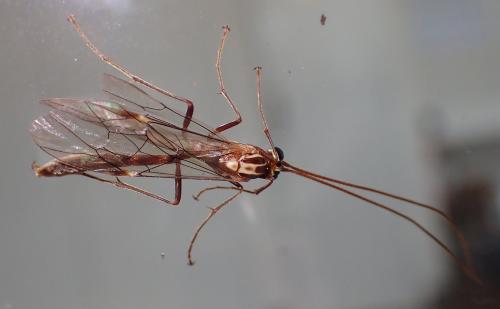 Réf. 296 757 : Ophion obscuratus
